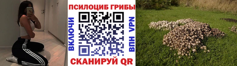 Купить где  Рыбное  Галлюциногенные грибы GOLDEN TEACHER 